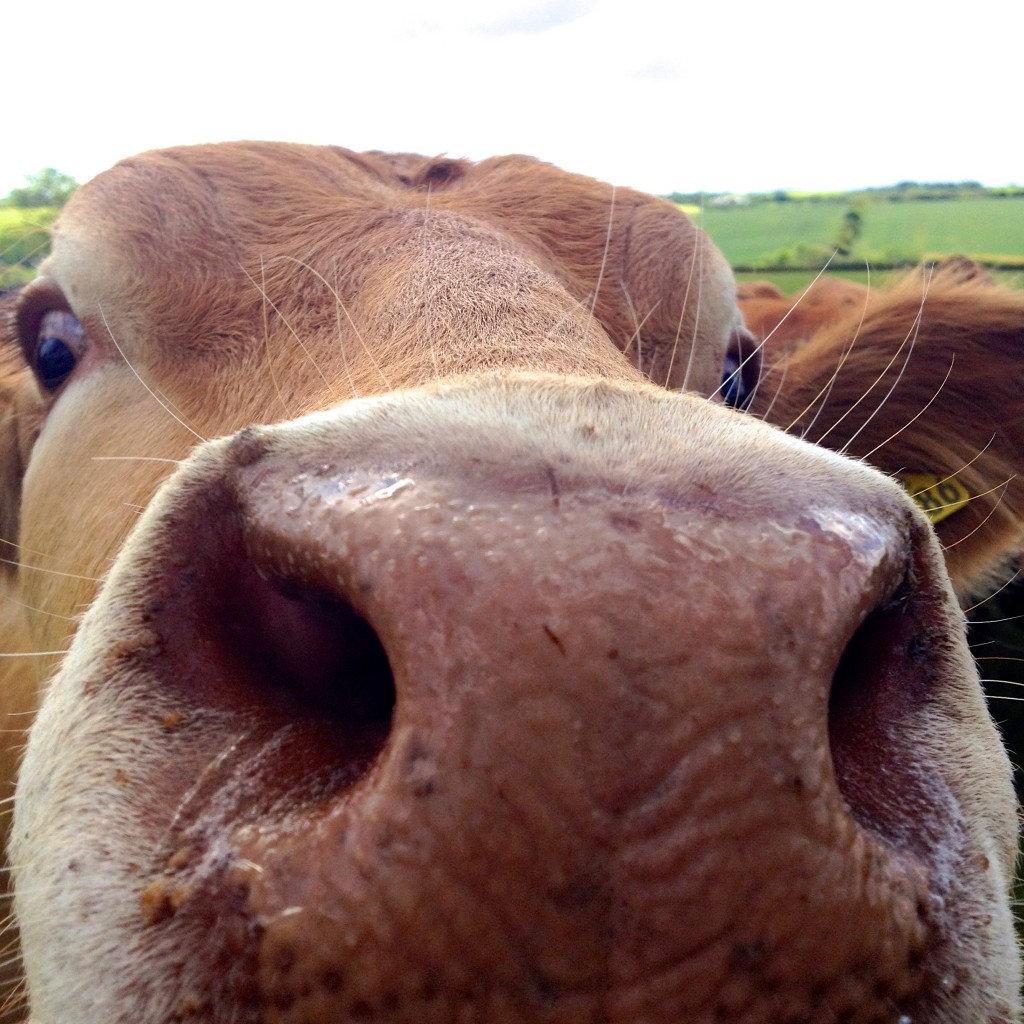 bullocks, the gallery