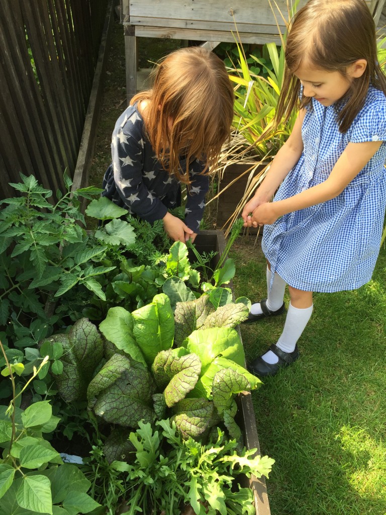 rocket gardens carrots