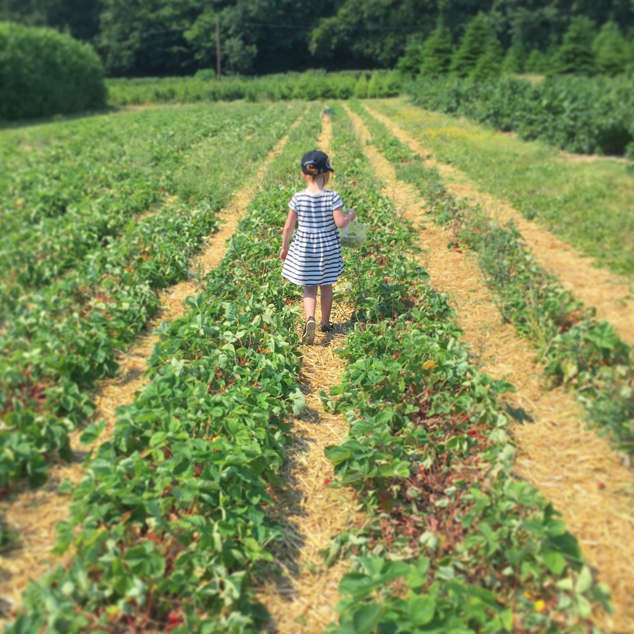STRAWBERRY FIELDS FOREVER