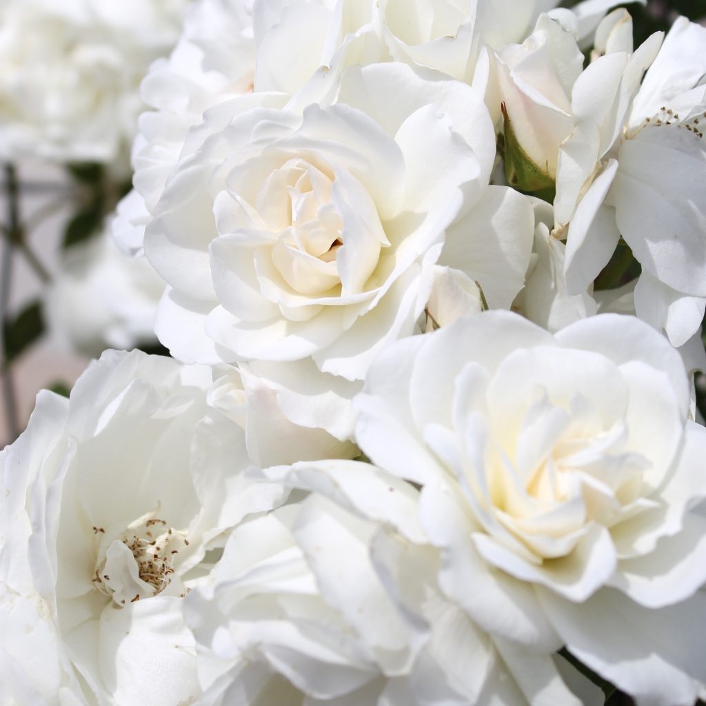 Comfort Intense roses