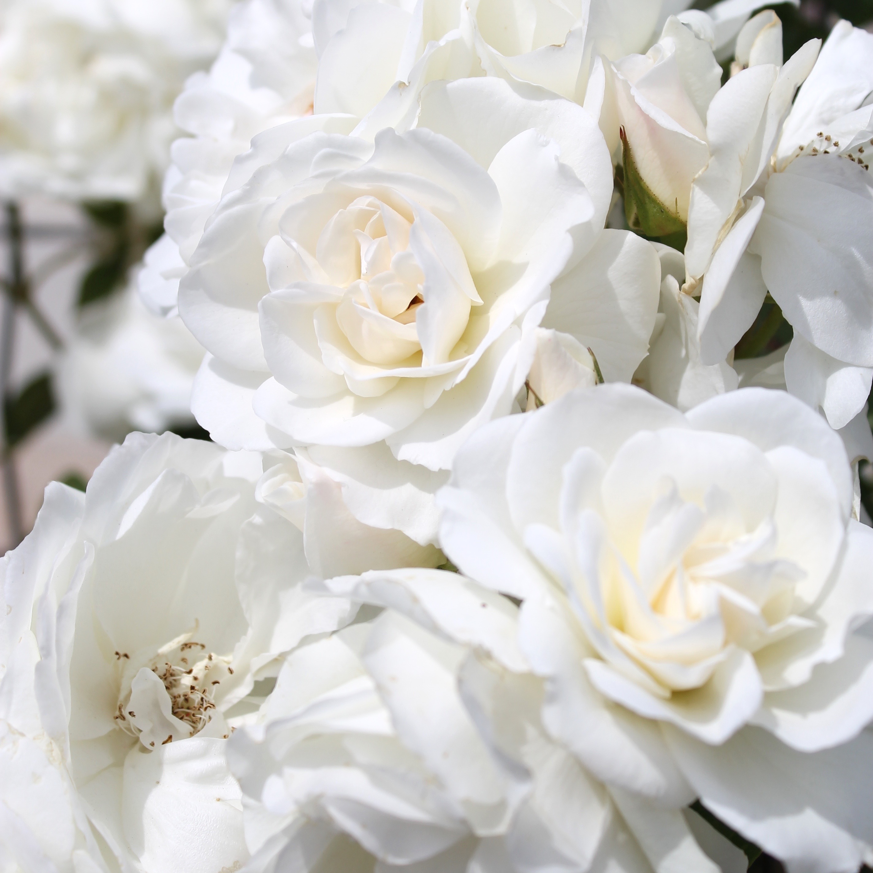 THE POWER OF PERFUME // how fragrance can add luxury to your home