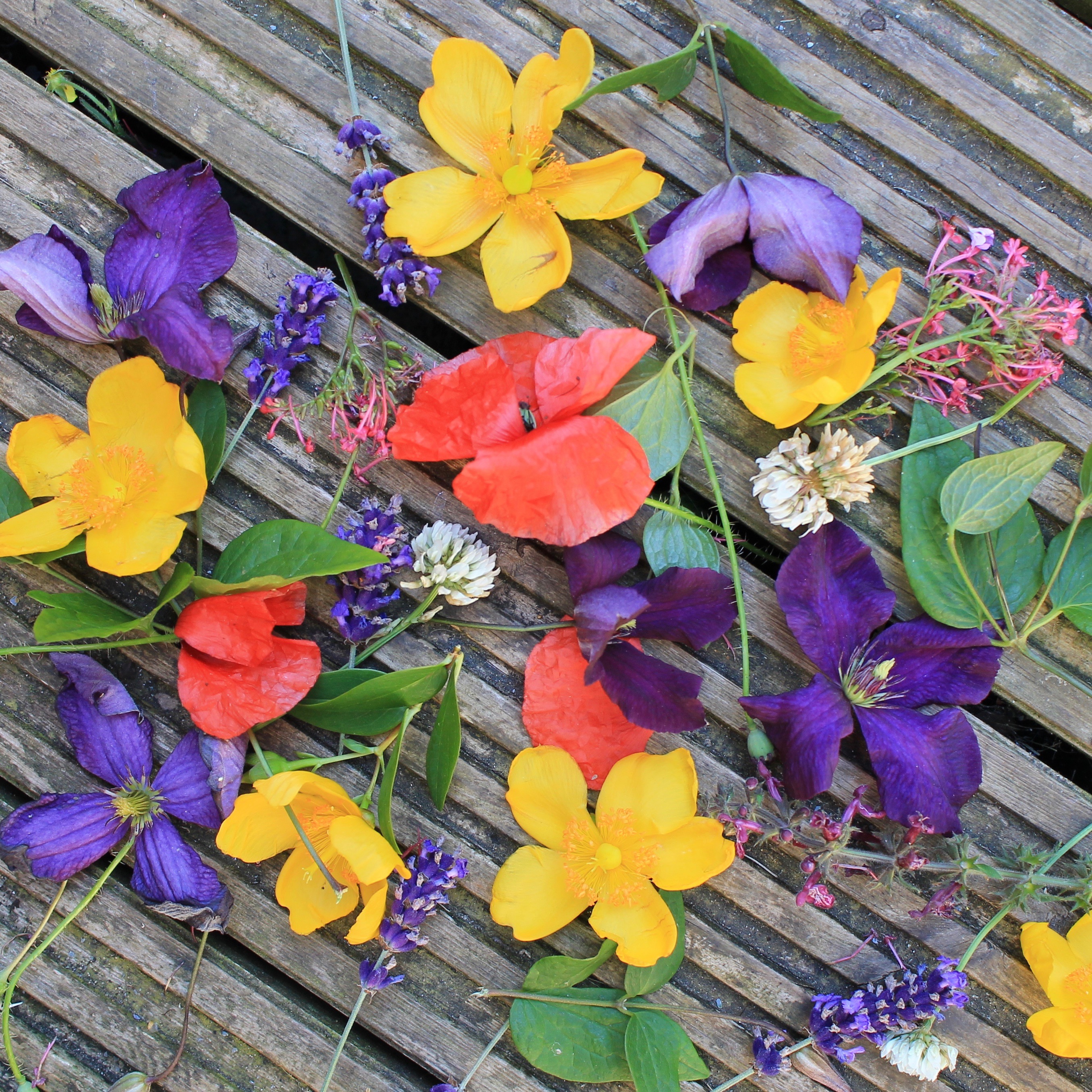 colourful flowers to press