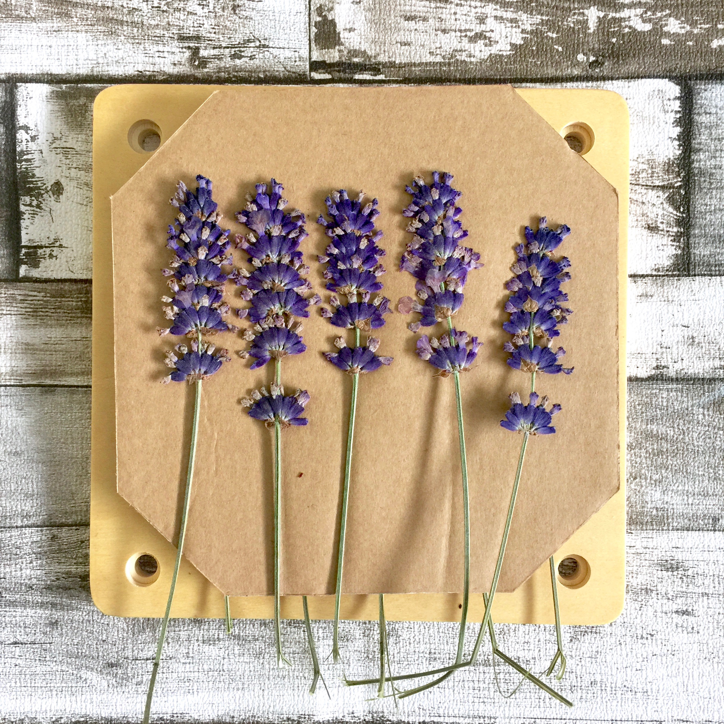 pressed lavender