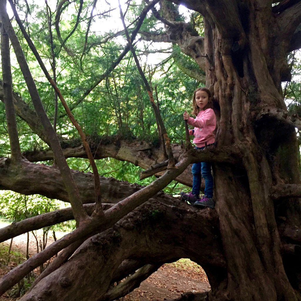 tree climbing Lil Sis