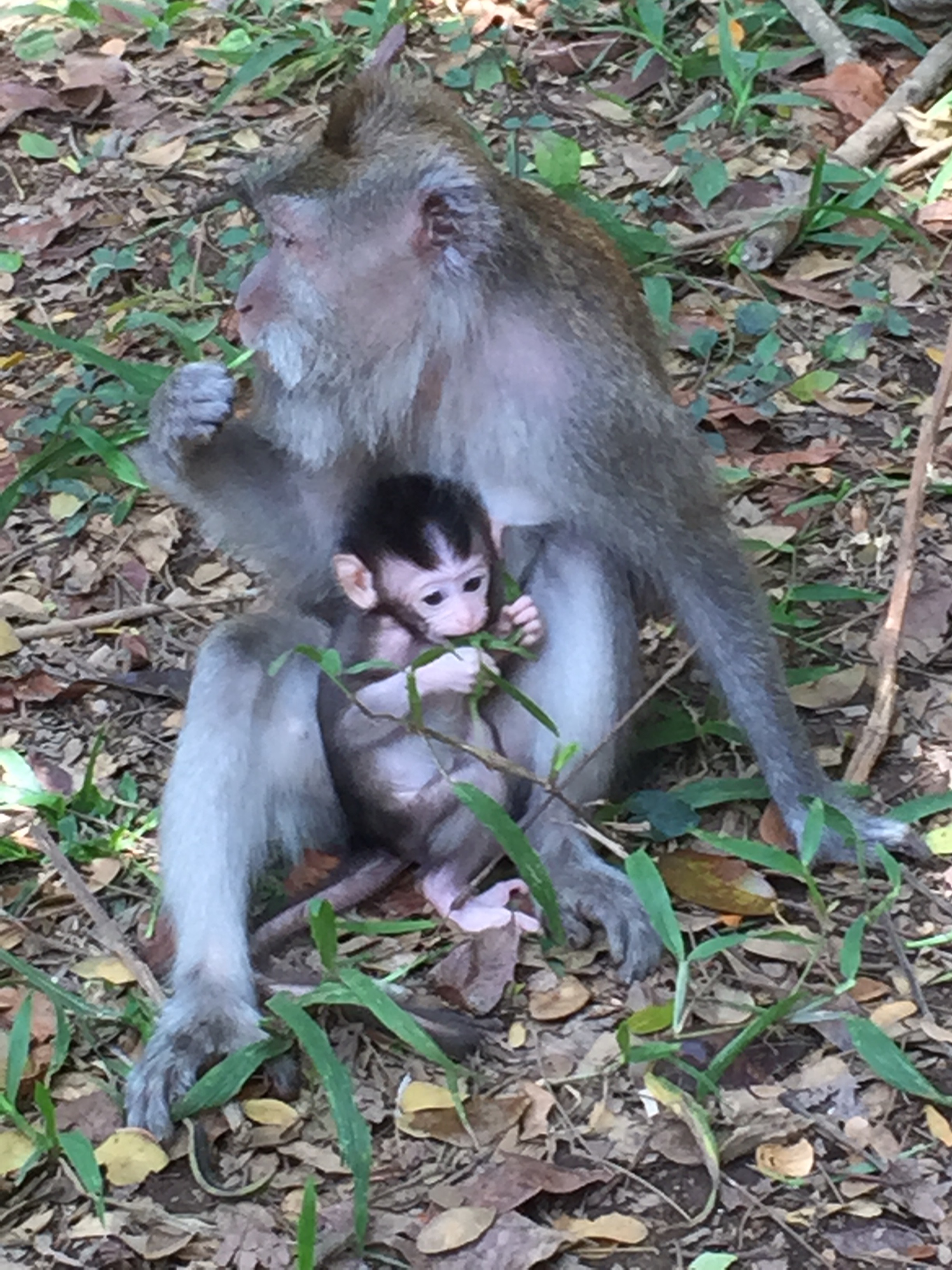 Bali family holiday mum + baby monkey