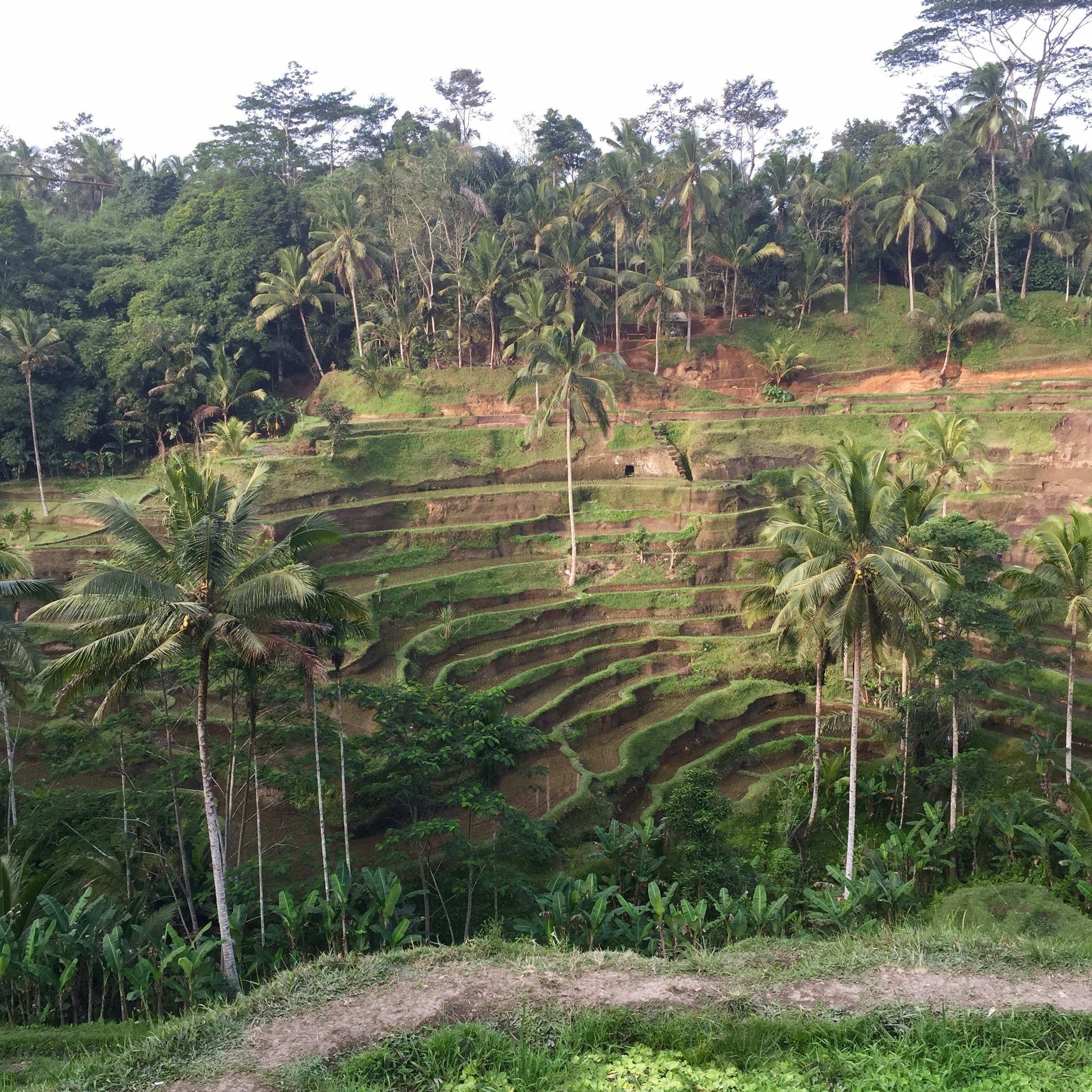 Bali family holidays rice paddies 2