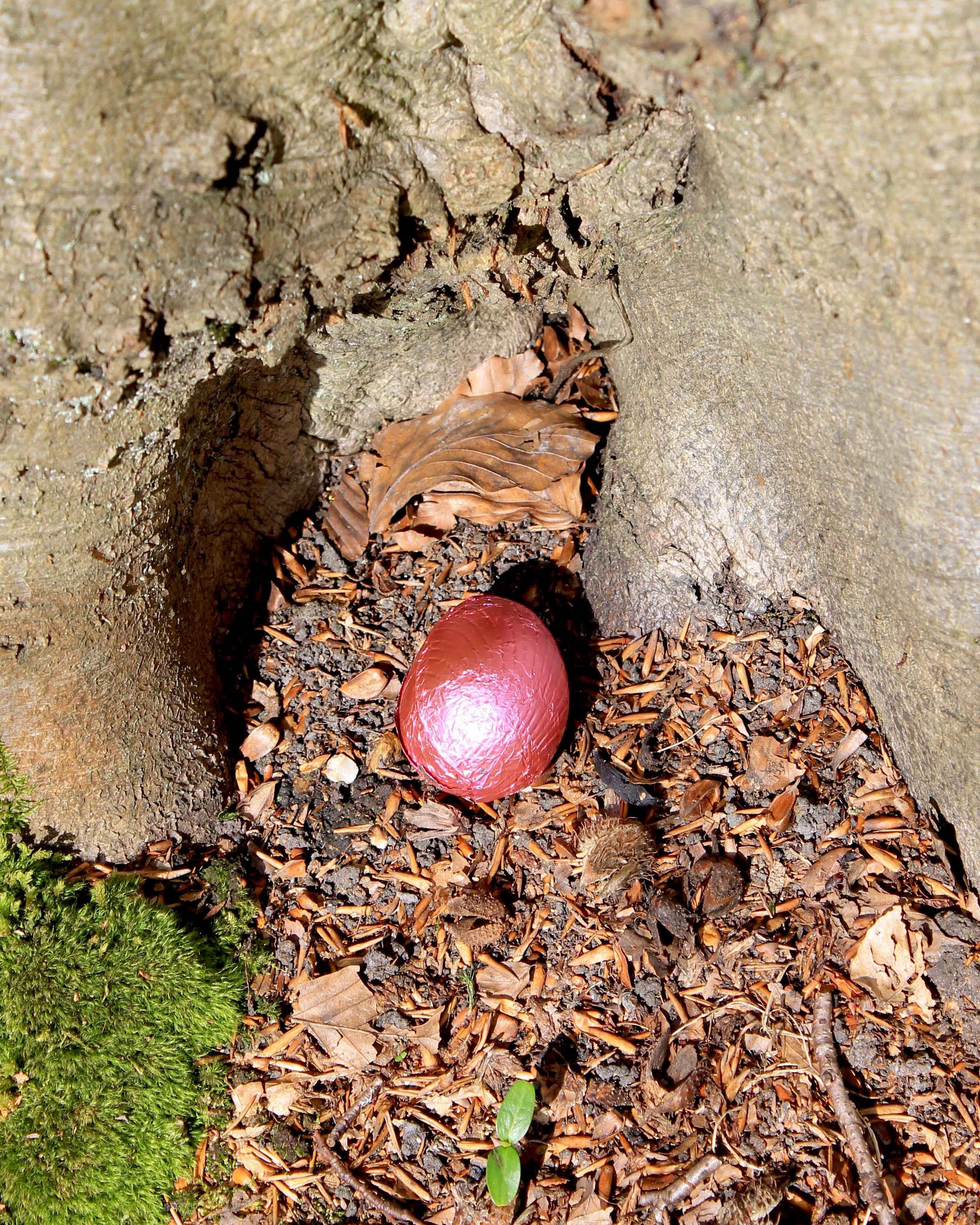 Easter egg hunt 4
