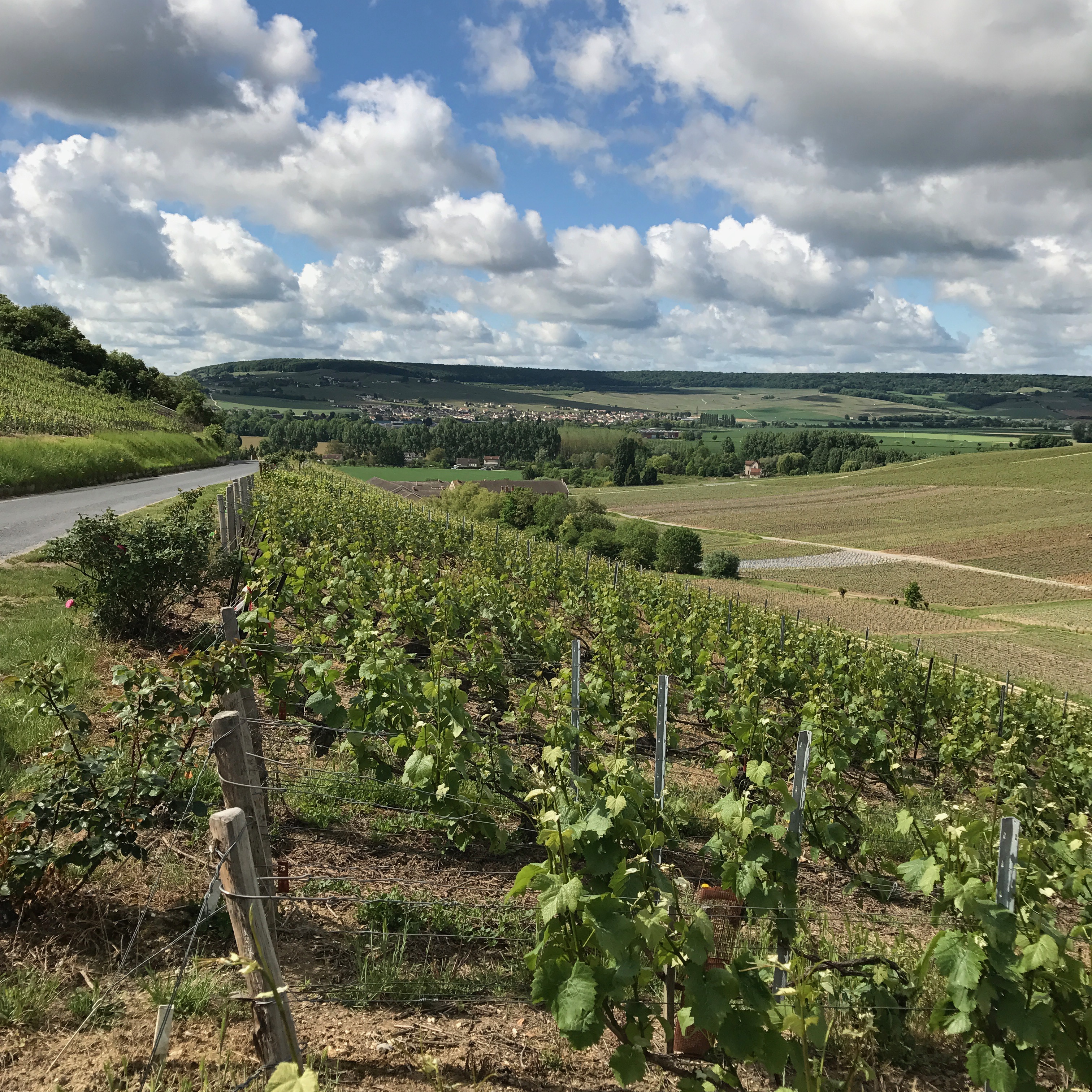 Champagne vineyard views
