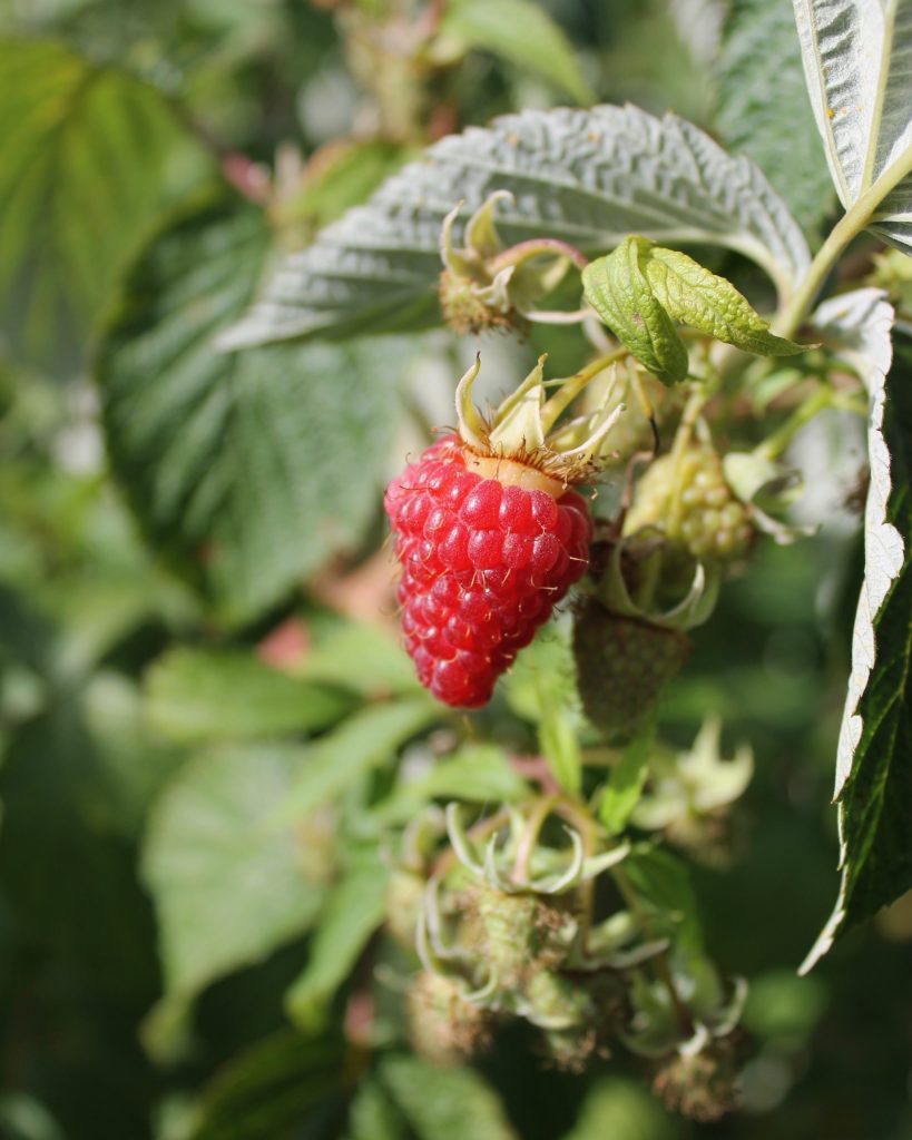 Fruit Shoot raspberry holding shot