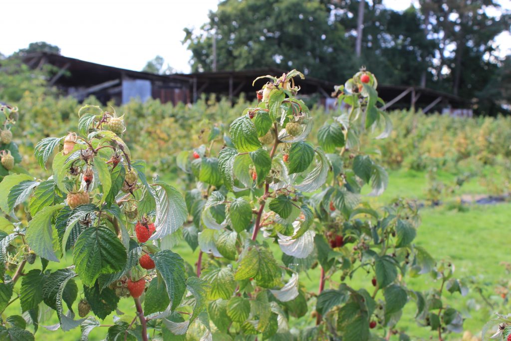 Fruit Shoot raspberry vines