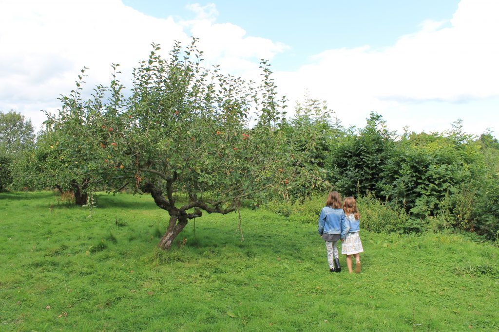 Fruit Shoot orchard