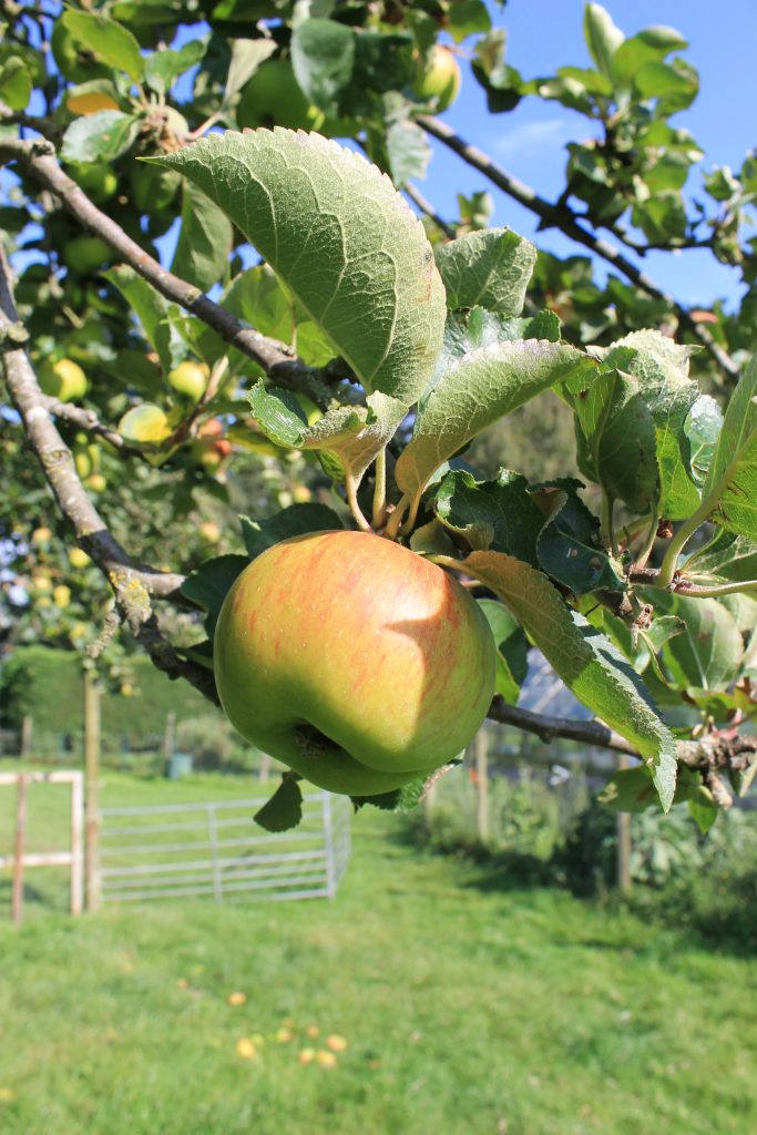 Fruit Shoot orchard close up 