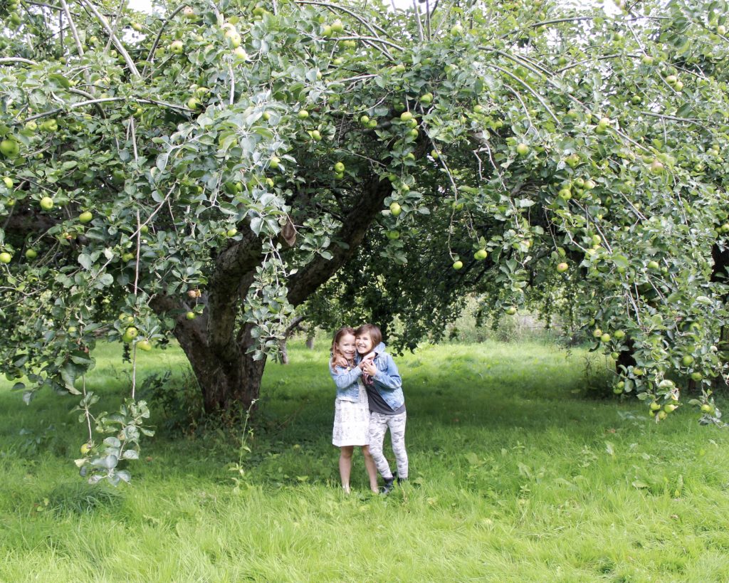 fruit shoot under apple tree 