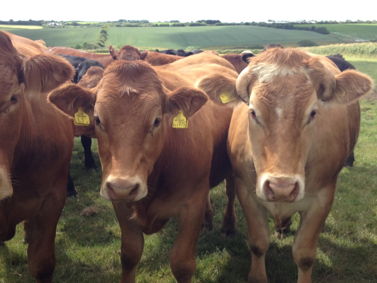 things to do in Devon cow group shot
