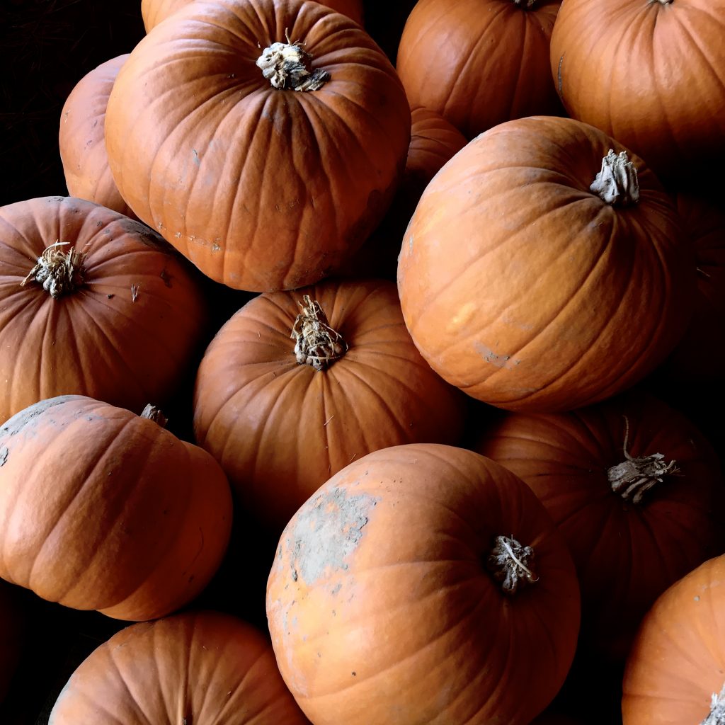 easy pumpkin pie recipe holding shot