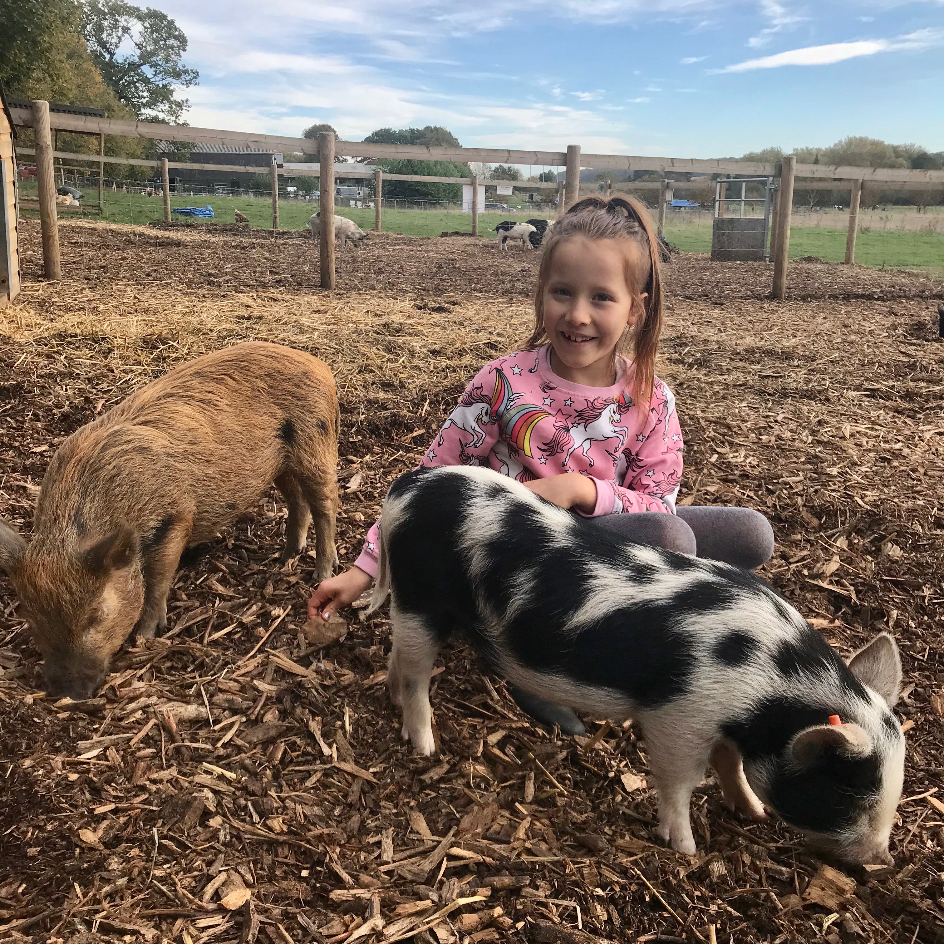 Kew Little Pigs lis sis colourful pigs