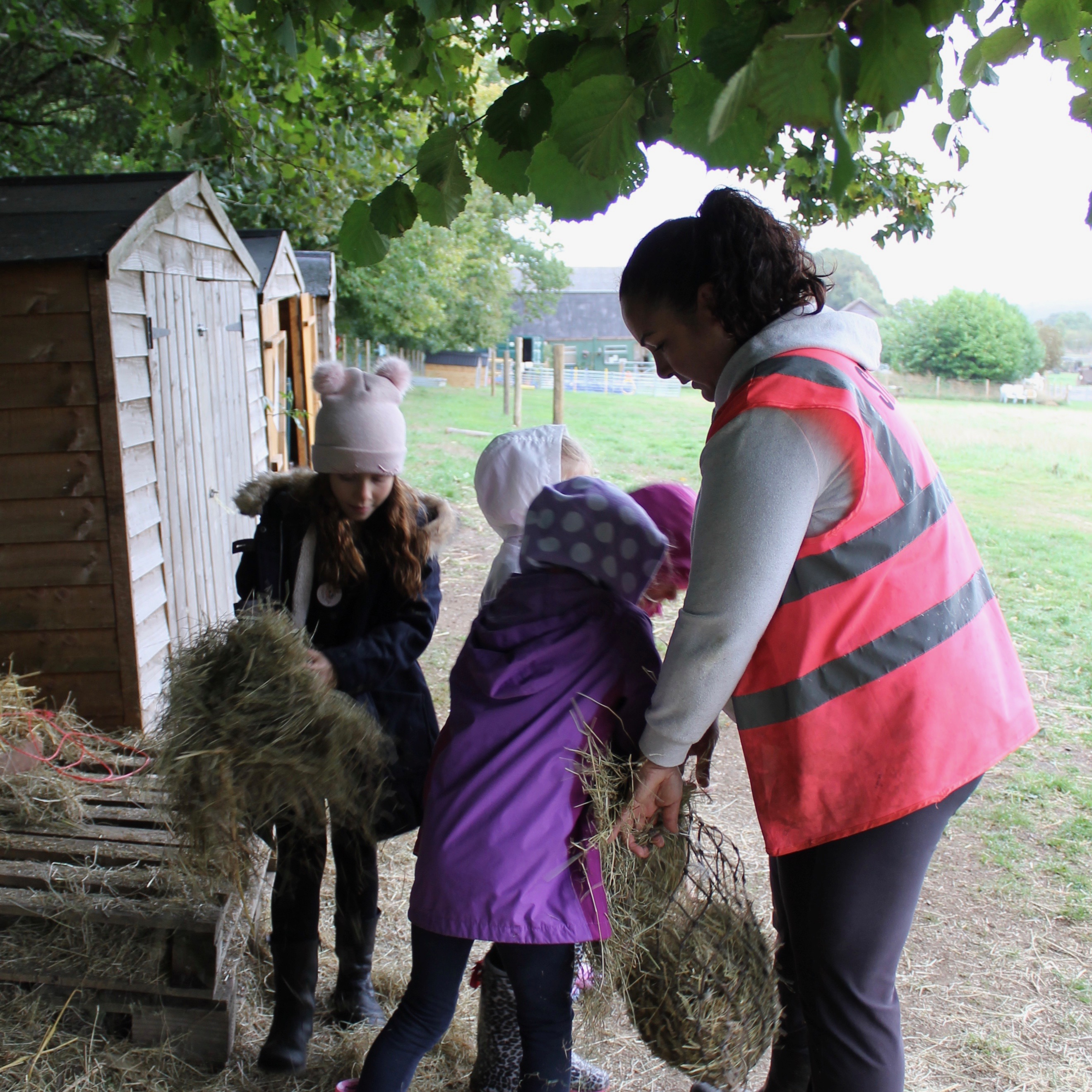 Kew Little Pigs Lil Sis packing hay