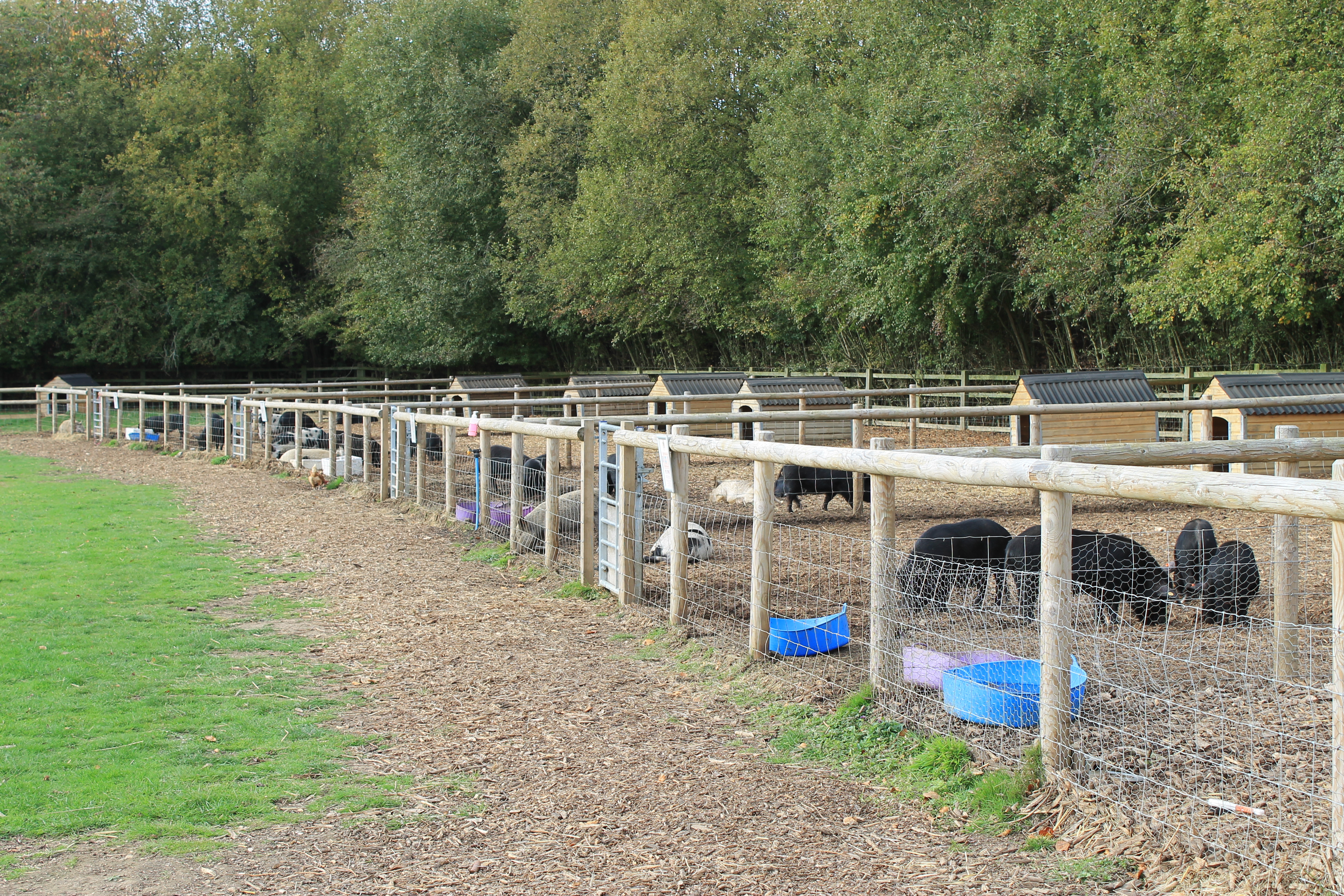 Kew Little Pigs wide shot of pigsties