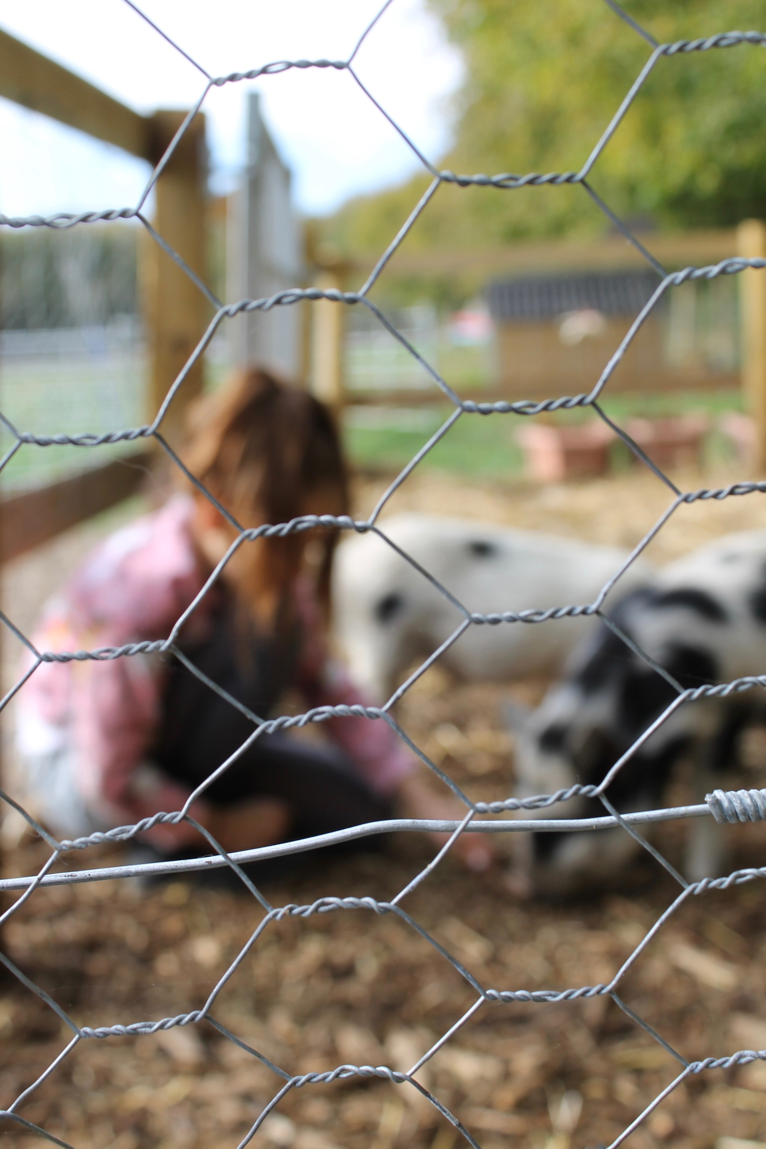 Micro pig farm - blurred pic