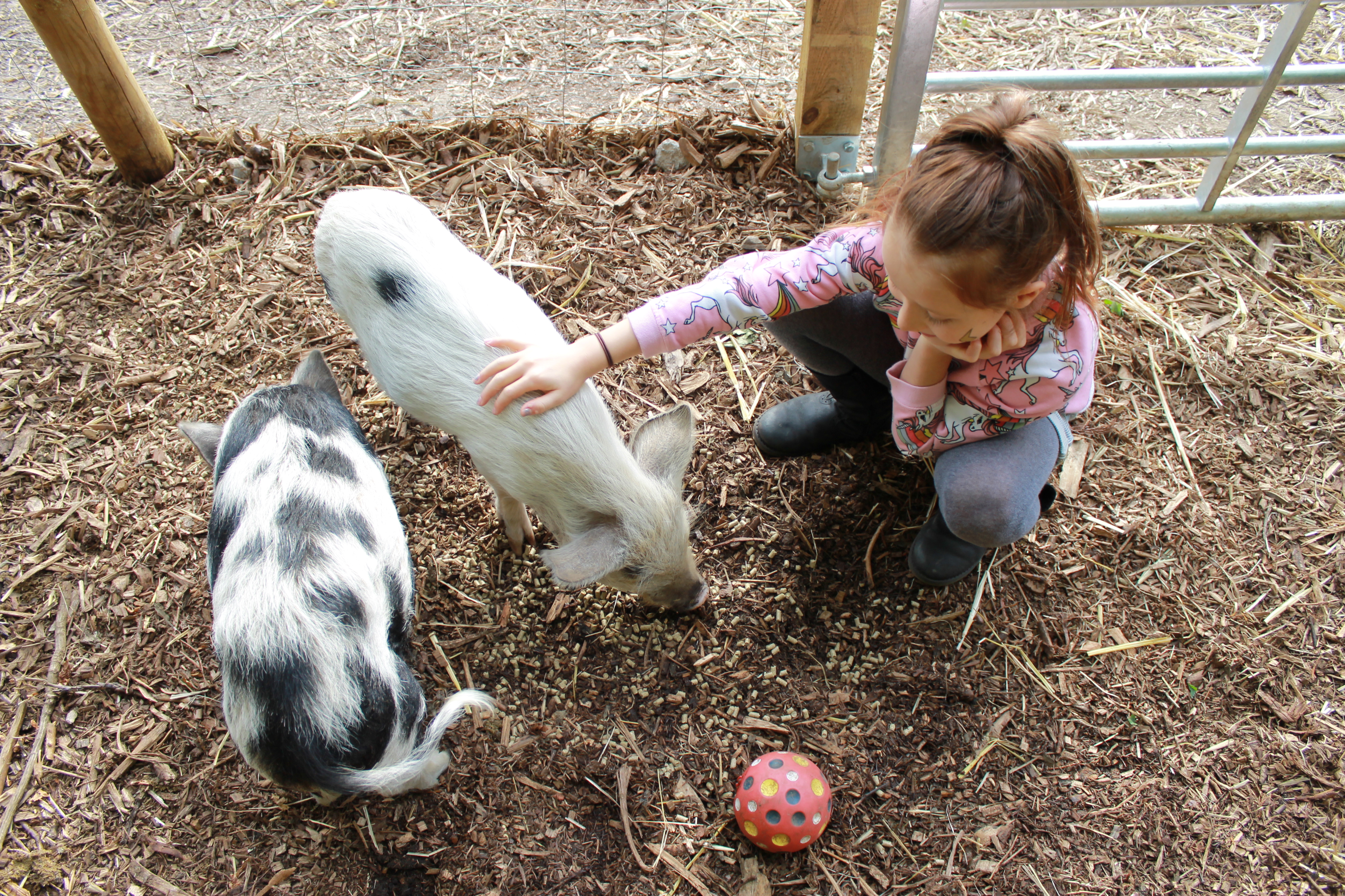 Farms where you can pet pigs -Kew Little Pigs lil sis down shot