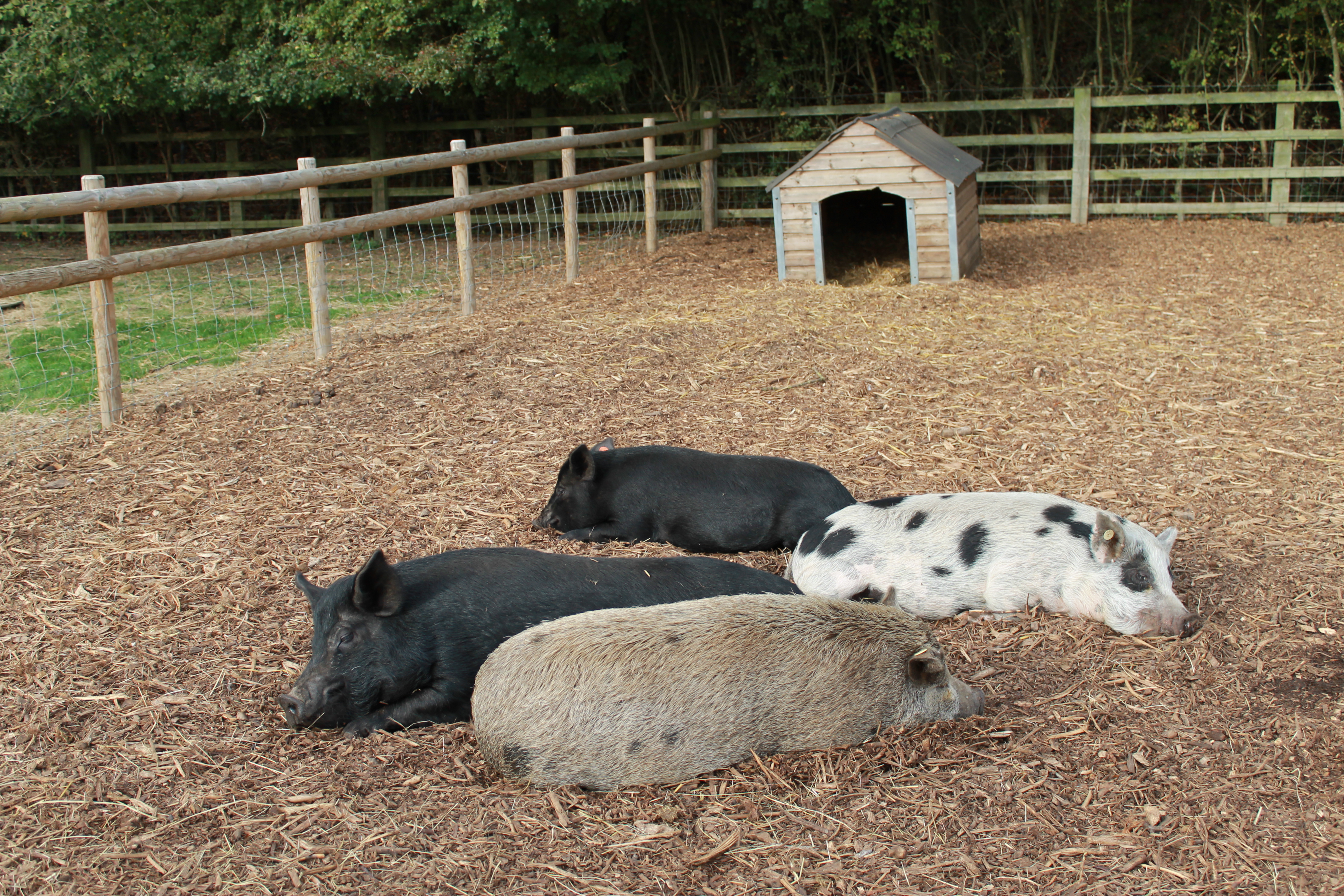 Farms where you can pet pigs Kew Little Pigs four pigs asleep