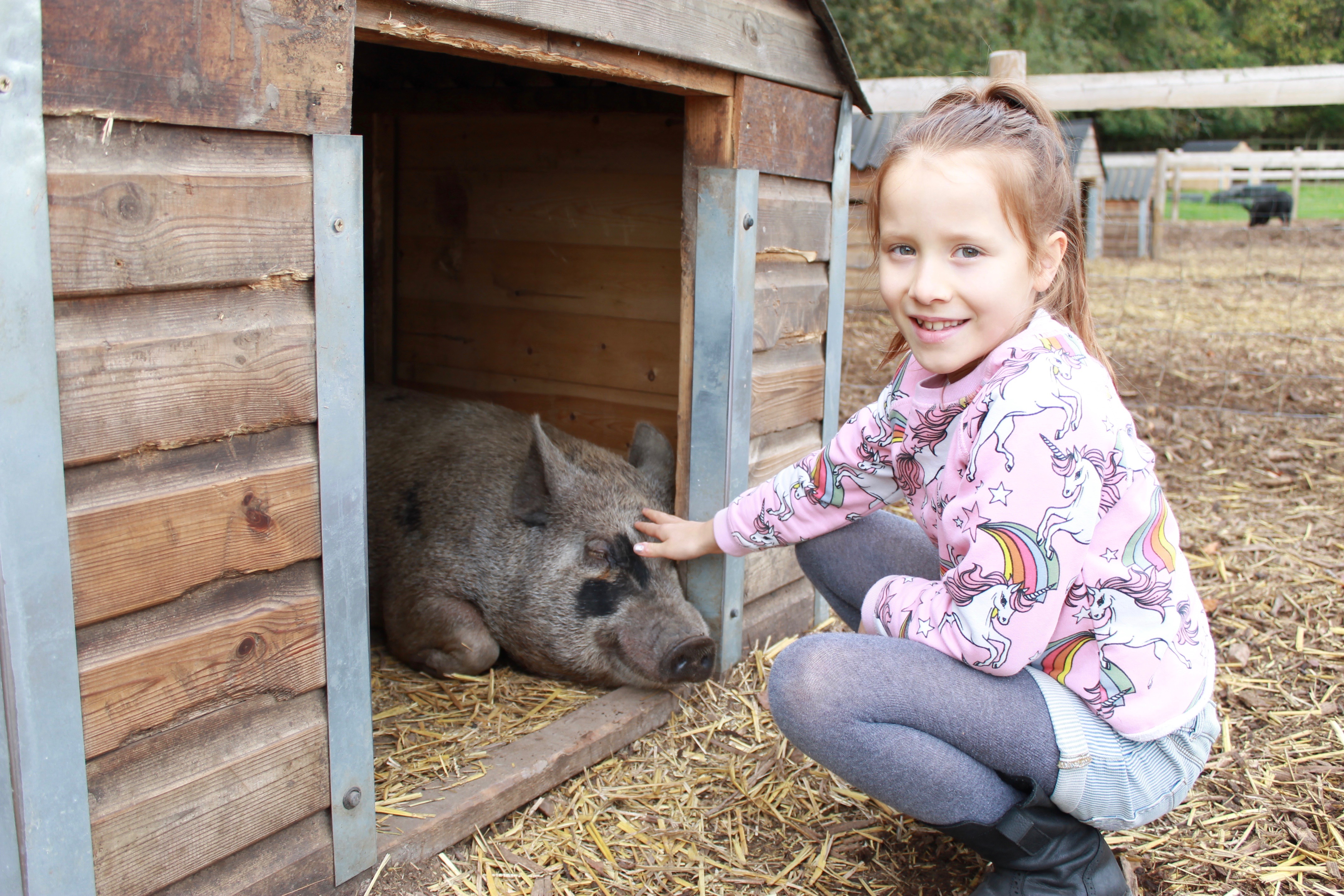 Kew Little Pigs big pigs