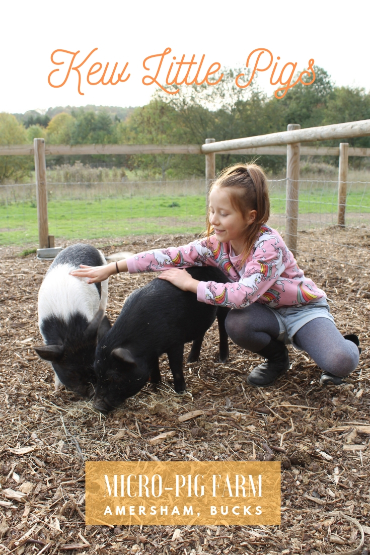 Farms where you can pet pigs - Kew Little Pigs pinterest pin