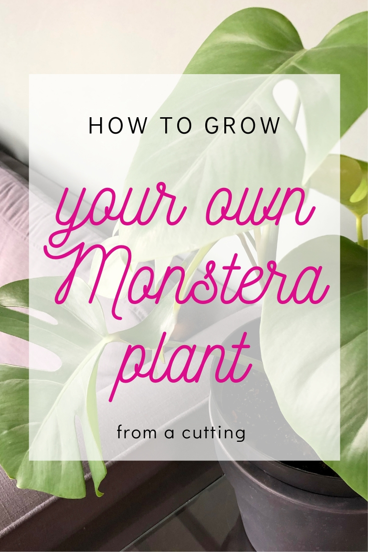 How to grow a Swiss Cheese plant from a cutting - Pinterest image