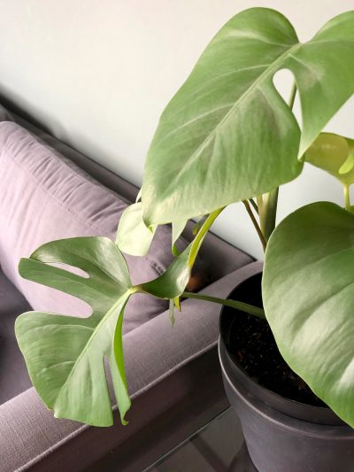 GROW YOUR OWN MONSTERA  // how to propagate baby swiss cheese plants from cuttings