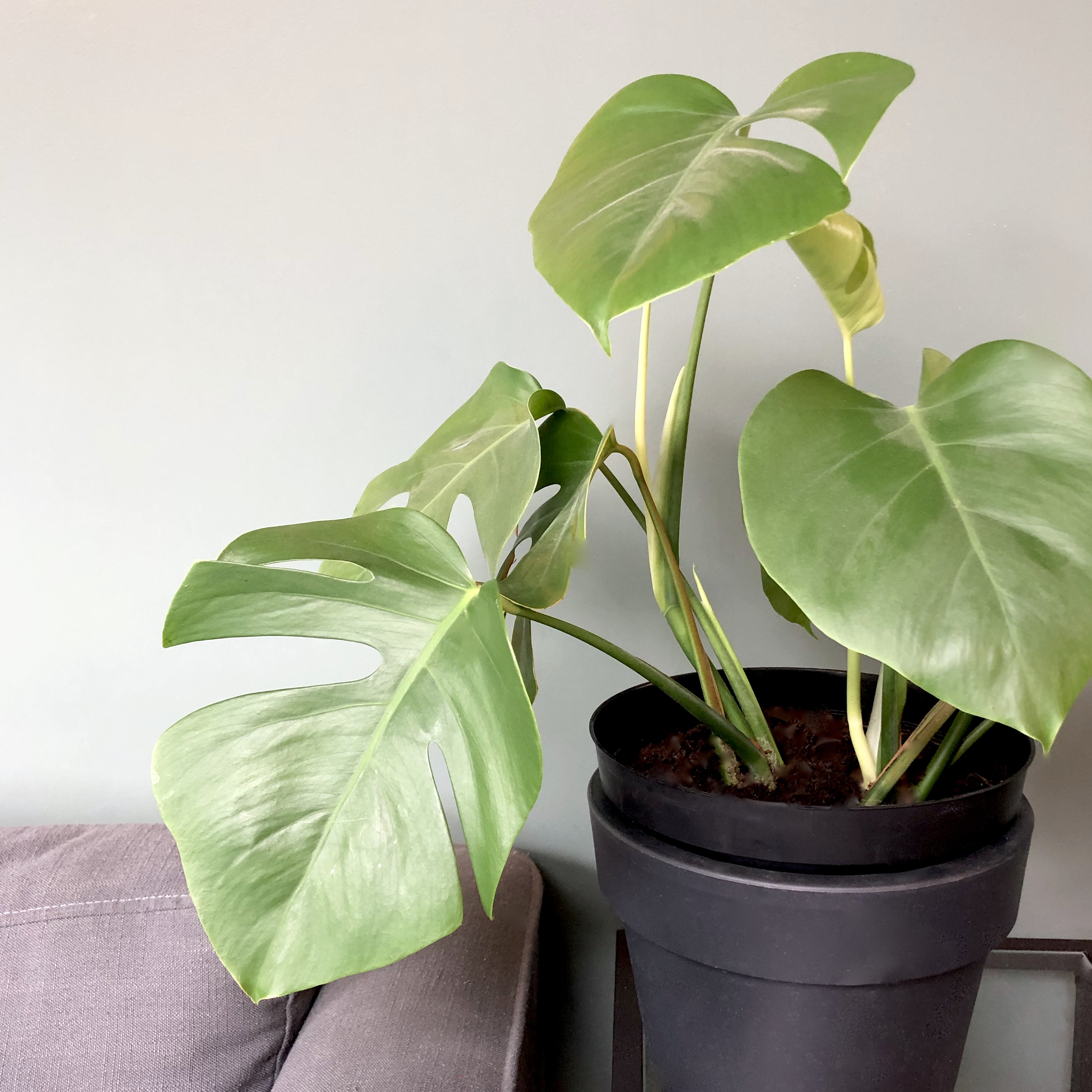 Monstera plant grown from cutting wider shot