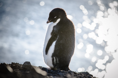 A LAND OF SNOW & ICE // what it’s like to live and work in Antarctica