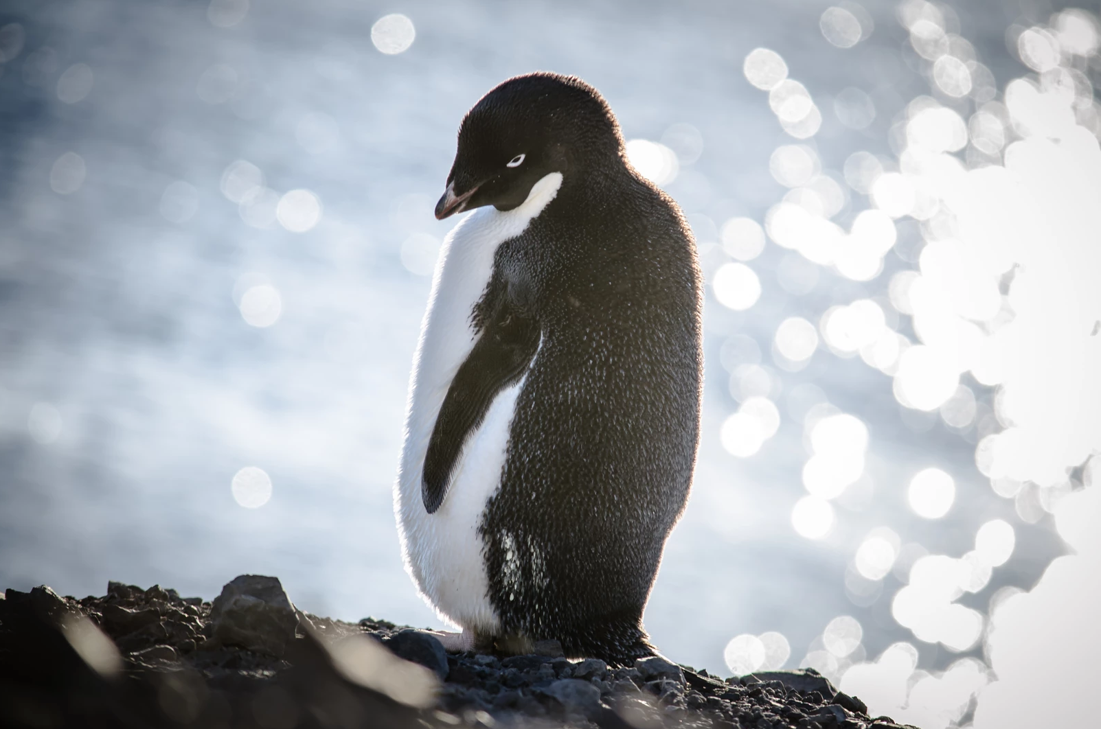 what it's like to live and work in Antarctica - penguin shot