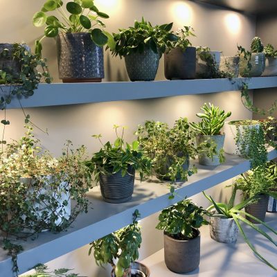 OUR URBAN JUNGLE // creating a living plant wall at home