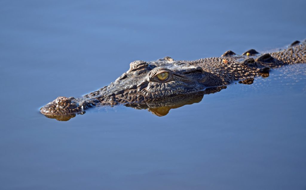 crocodile shot