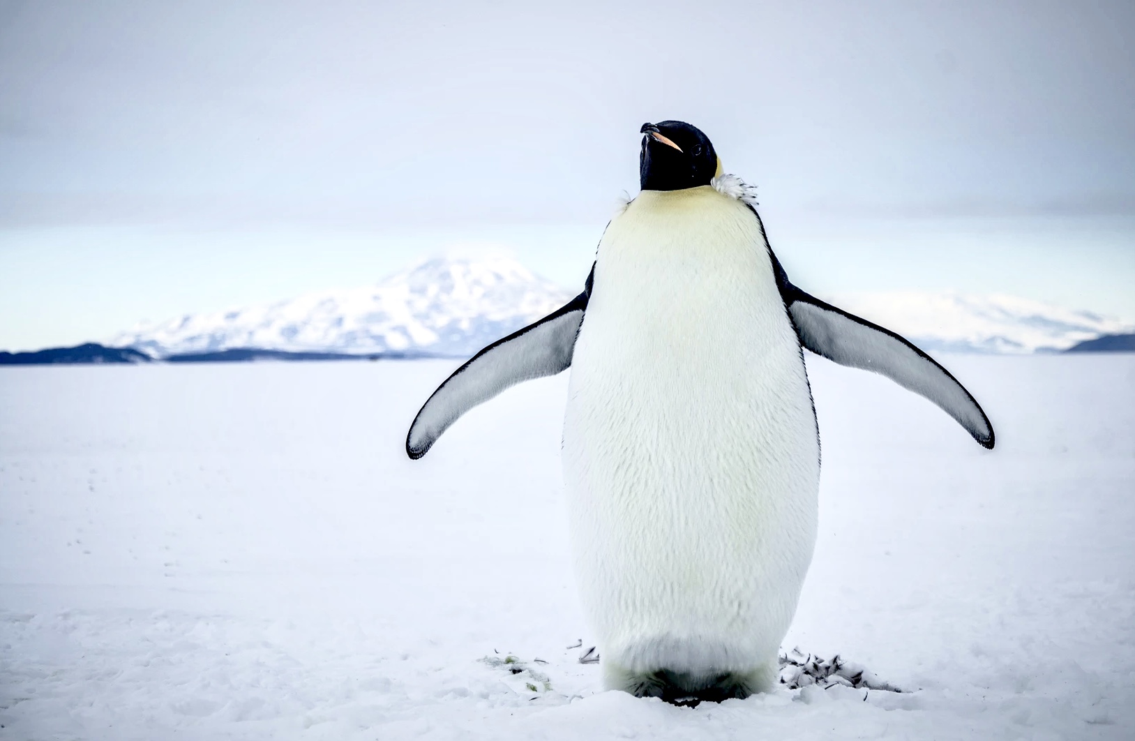 what it's like to live and work in Antarctica - Emperor Penguin