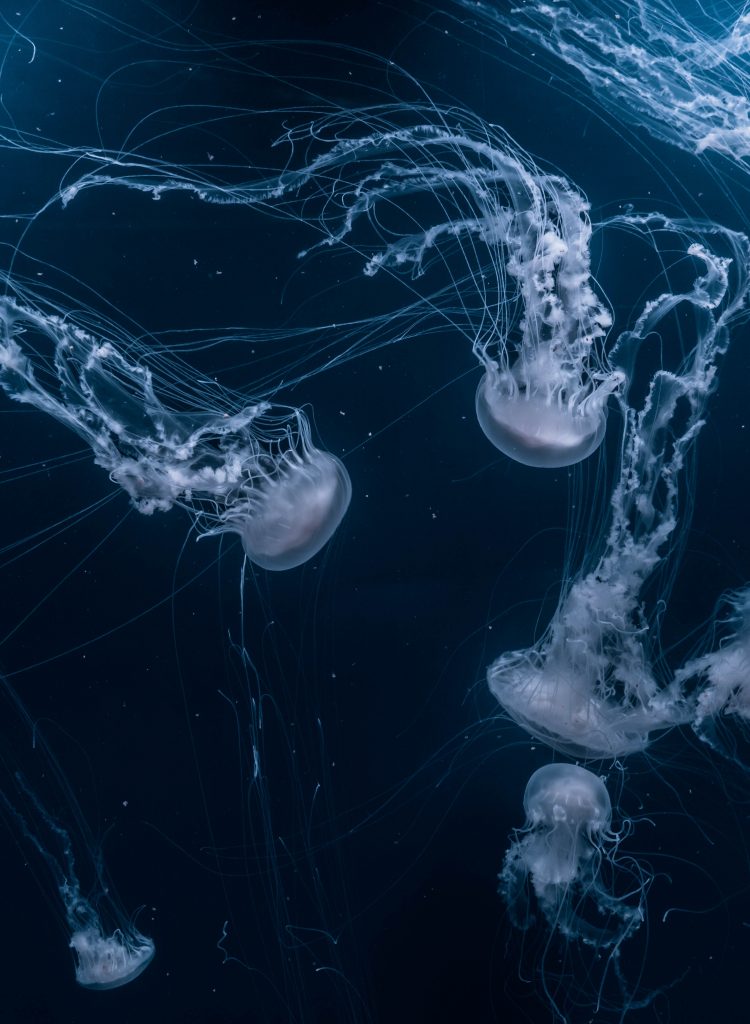 jellyfish shot