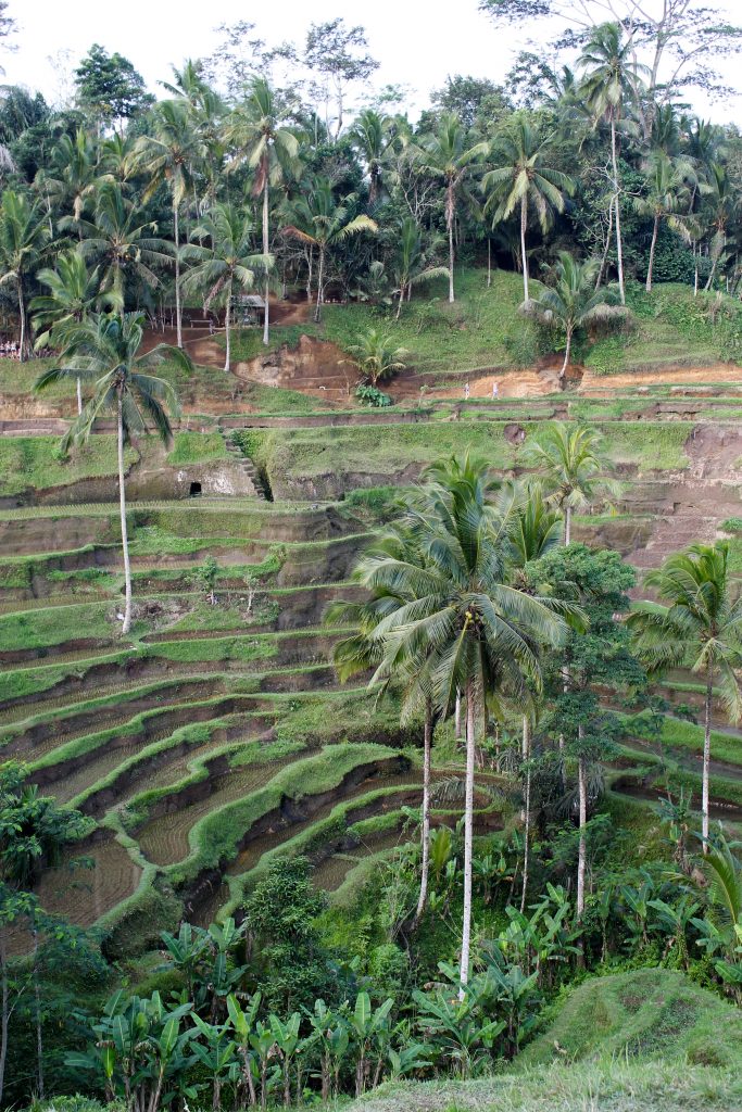 Things to see and do in Bali - rice terraces