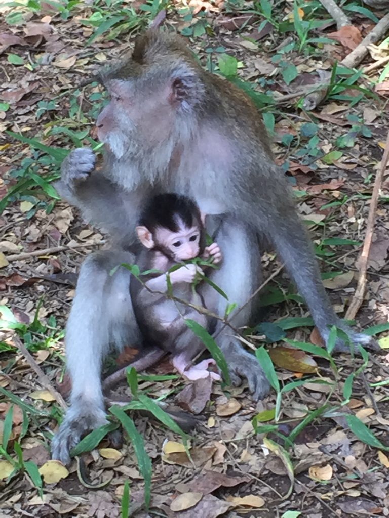 monkey forest