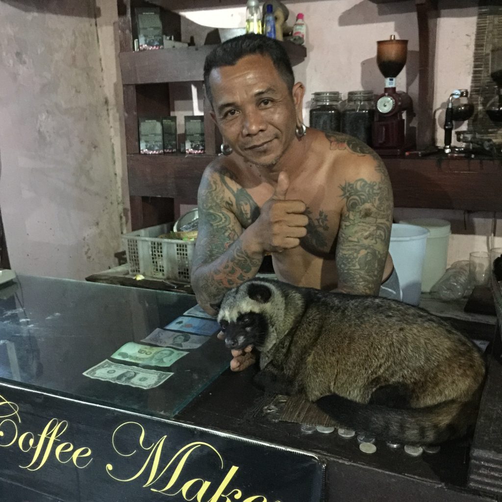 Kopi luwak coffee - photo of civet