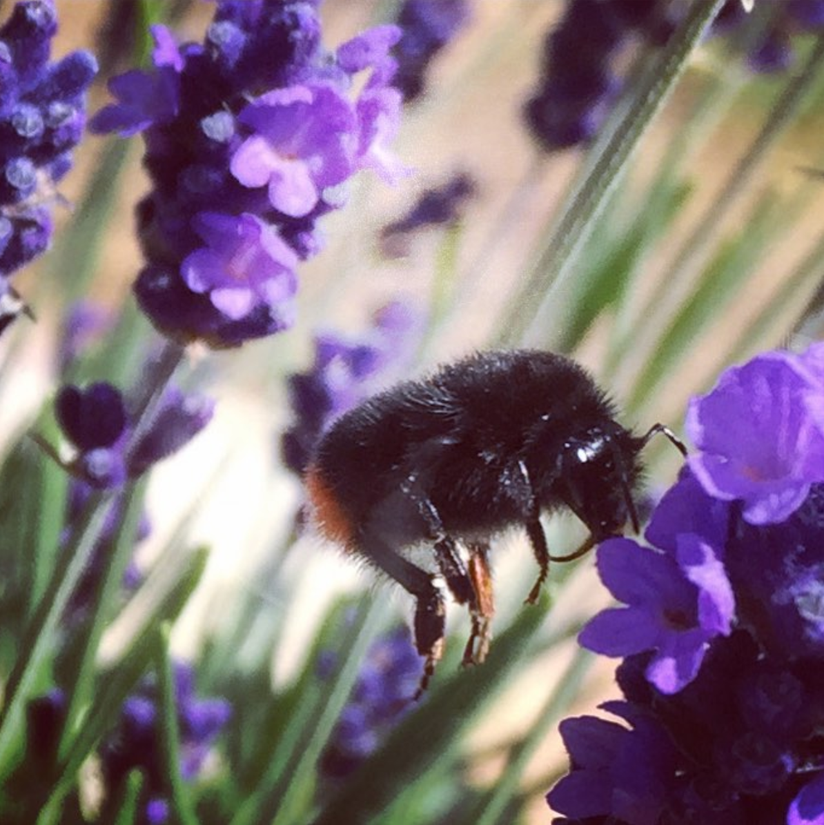 How to Save Bees with your Children - bumblebee close up on lavender