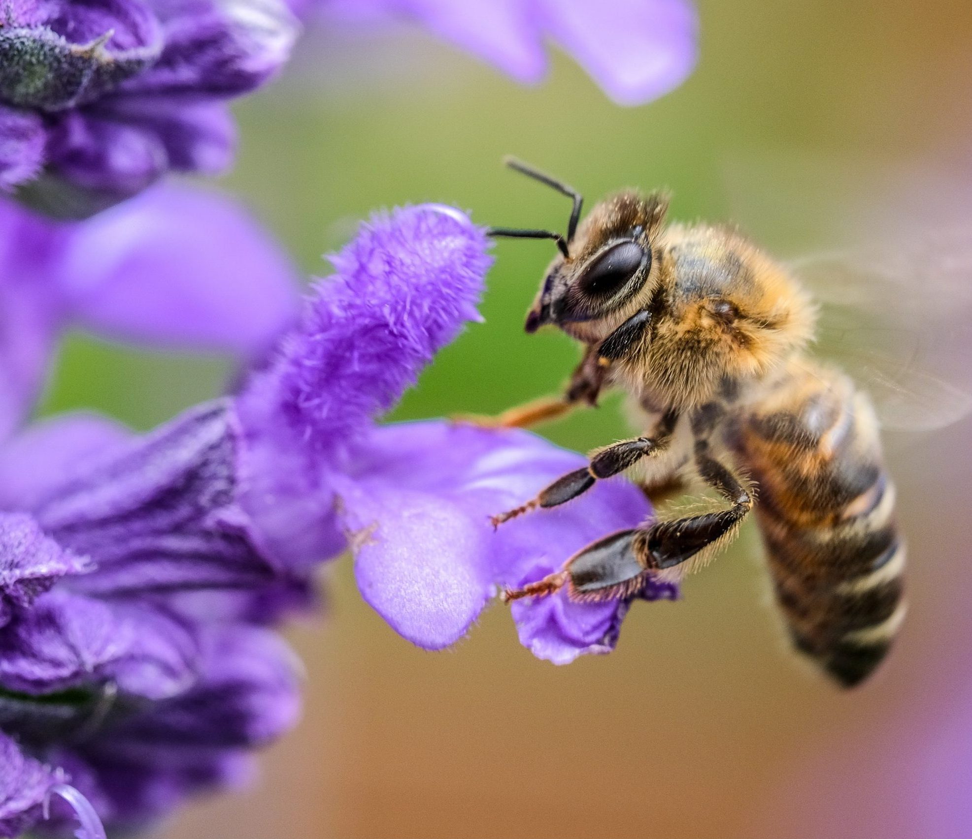 Holding shot of bee on lavender