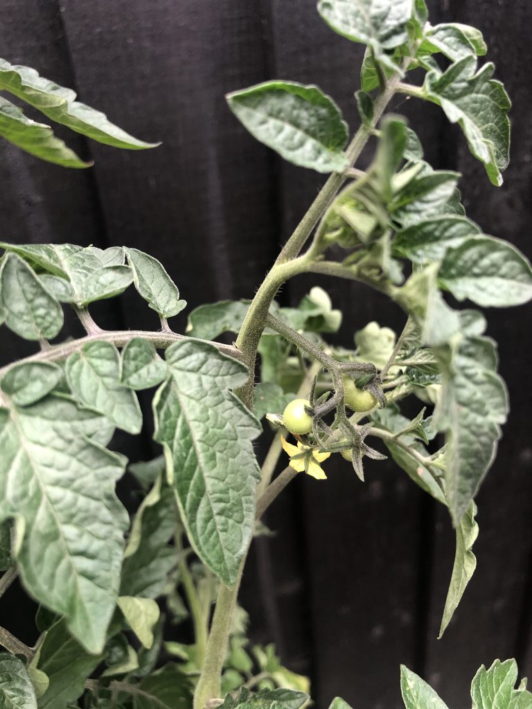 tomato plant