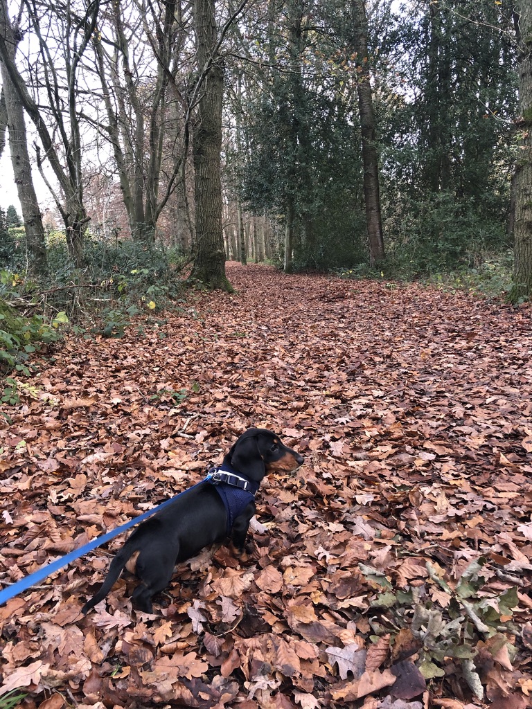 Frankie on leash in woods