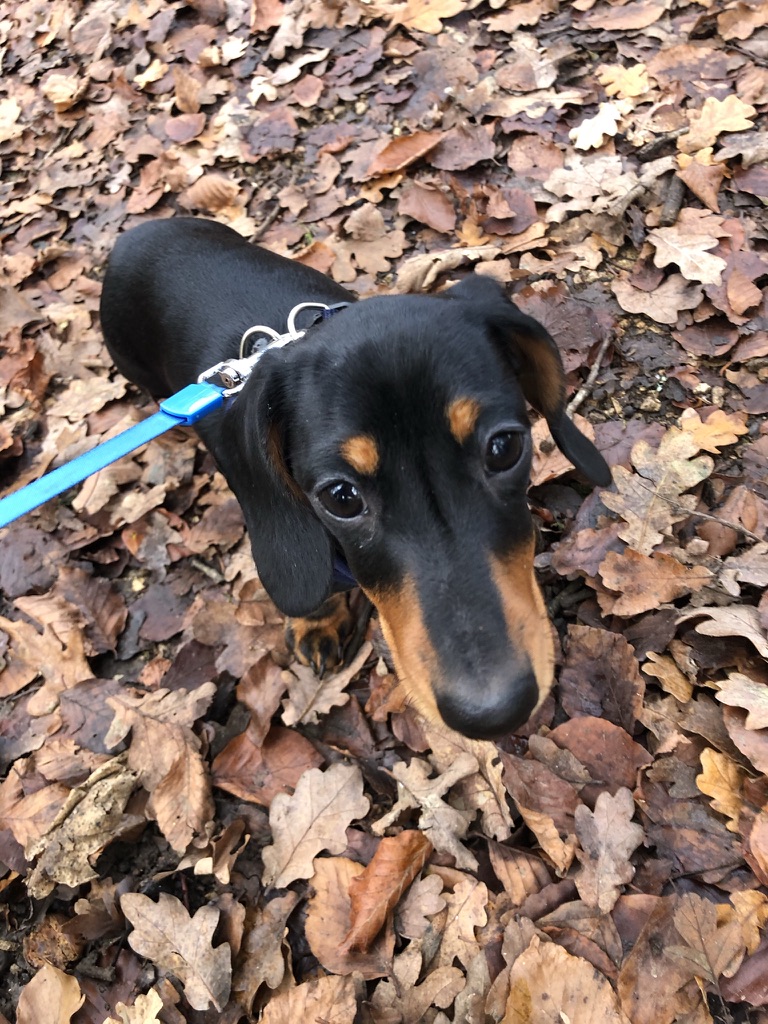 Dog walking - choosing the right footwear for every terrain. Main shot of Frankie on lead.